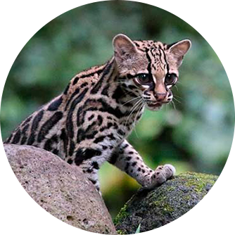 Tigrillo (Leopardus wiedii)