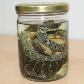 placeholder image 4